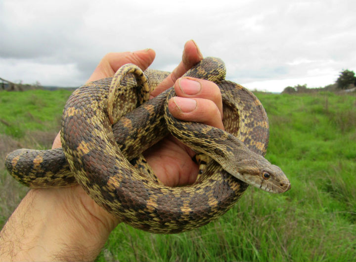 Pacific Gopher Snake